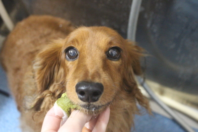 千葉県鎌ケ谷のミニチュアダックスの歯磨き画像