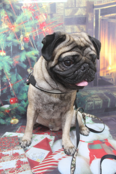 千葉県鎌ケ谷市のパグのトリミング前画像