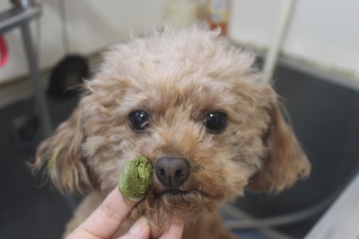 千葉県船橋市のトイプードルの歯磨き画像