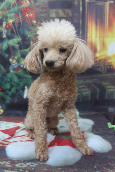 千葉県船橋市のトイプードルのトリミング前画像