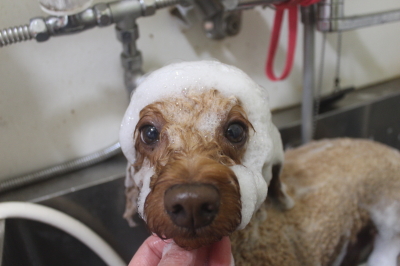 千葉県船橋市のトイプードルのシャンプー画像