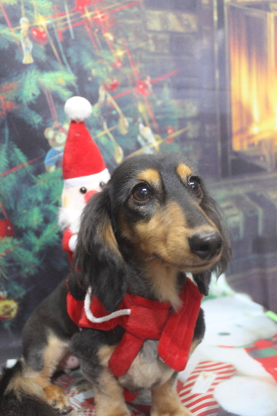 千葉県船橋市のミニチュアダックスのトリミング画像