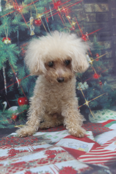 千葉県船橋市のトイプードルのトリミング前画像