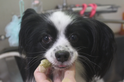 茨城県龍ヶ崎市のパピヨンの歯磨き画像