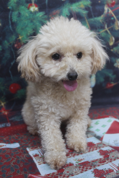 千葉県鎌ケ谷市のトイプードルのトリミング前画像