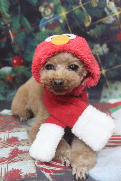 千葉県印西市のトイプードルのトリミング画像