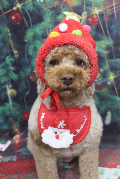 千葉県鎌ケ谷市のトイプードルのトリミング画像