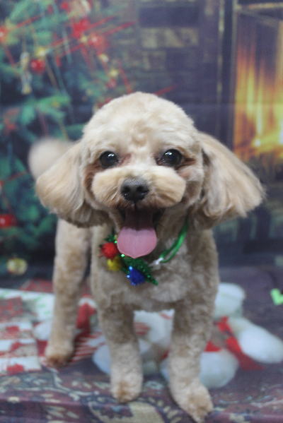 千葉県船橋市のミックス犬のトリミング画像