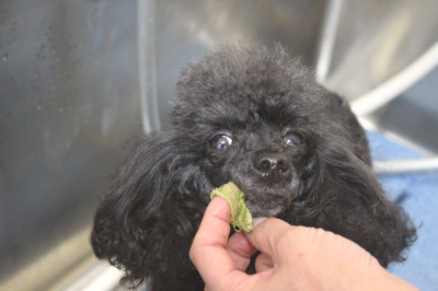 千葉県船橋市のトイプードルの歯磨き画像