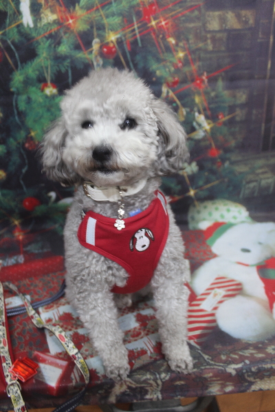 千葉県船橋市のトイプードルのトリミング前画像