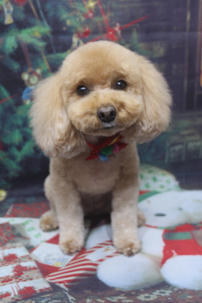 千葉県船橋市のトイプードルのトリミング画像