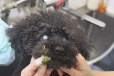 千葉県印西市トイプードルの歯磨き画像
