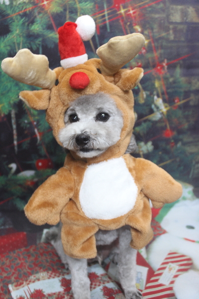 千葉県船橋市のトイプードルのトリミング画像