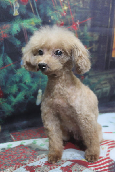トイプードルブリーダーの成犬、トリミング画像