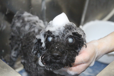 千葉県印西市トイプードルのシャンプー画像