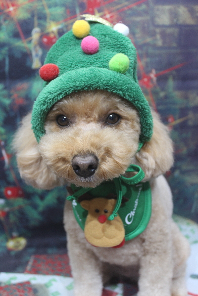 千葉県船橋市のトイプードルのトリミング画像