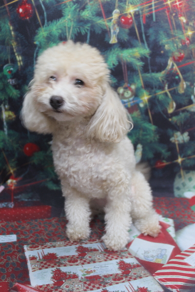 千葉県船橋市のトイプードルのトリミング前画像