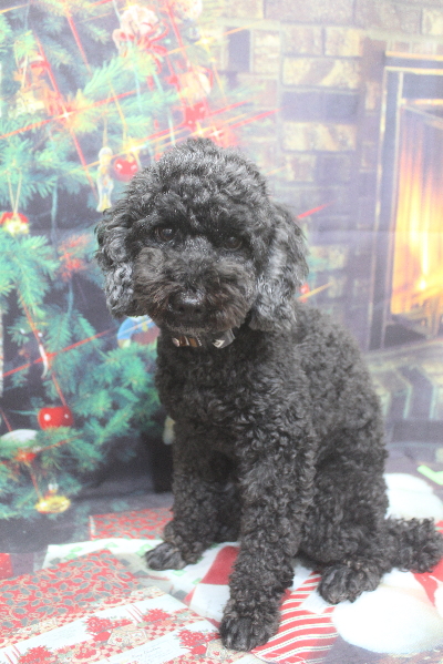 千葉県松戸市のトイプードルのトリミング前画像