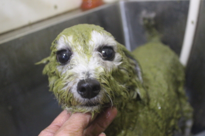 千葉県船橋市のトイプードルのハーブパック画像