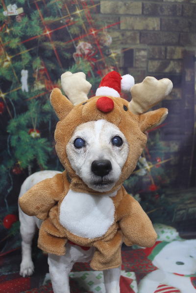 千葉県船橋市のジャックラッセルのトリミング画像