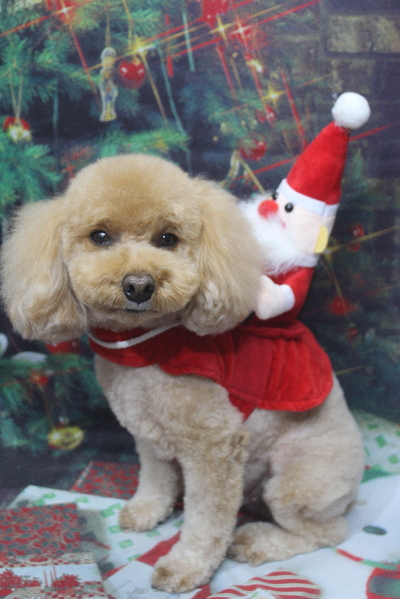 千葉県船橋市のトイプードルのトリミング画像