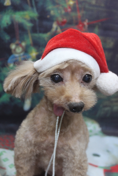 トイプードルブリーダーの成犬、トリミング画像