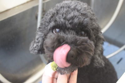 千葉県松戸市のトイプードルの歯磨き画像