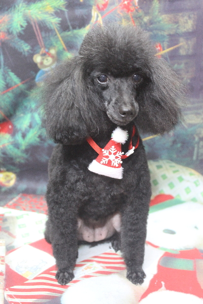 千葉県船橋市のトイプードルのトリミング画像