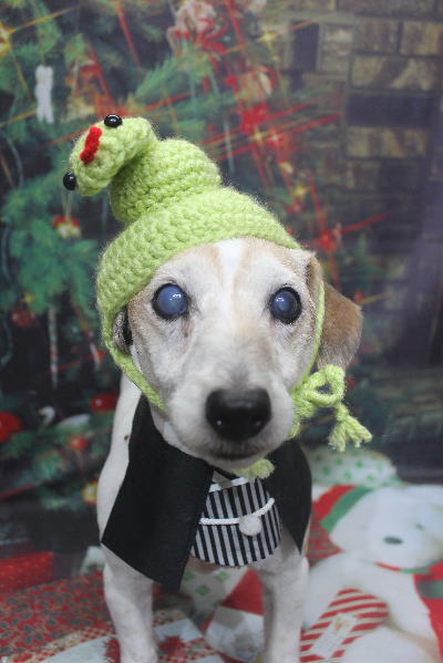 千葉県船橋市のジャックラッセルのトリミング画像