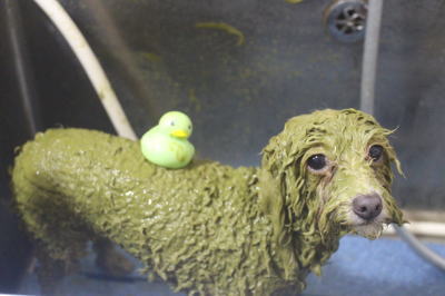 千葉県船橋市のトイプードルのハーブパック画像