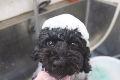 千葉県松戸市のトイプードルのシャンプー画像