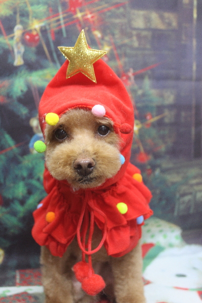 千葉県船橋市のトイプードルのトリミング画像