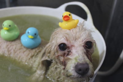 千葉県船橋市のトイプードルのハーブ湯画像
