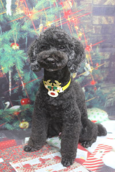 千葉県松戸市のトイプードルのトリミング画像