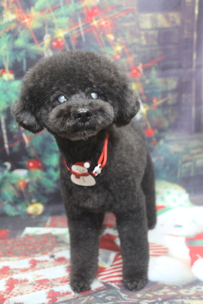 千葉県印西市トイプードルのトリミング画像