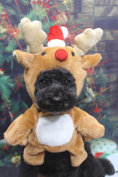 千葉県松戸市のトイプードルのトリミング画像