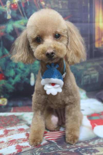 千葉県船橋市のトイプードルのトリミング画像