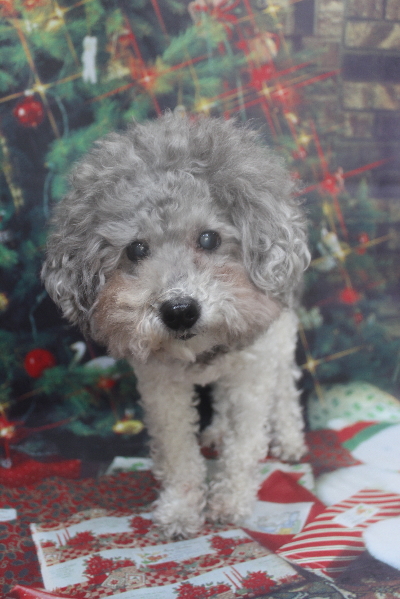 千葉県松戸市のトイプードルのトリミング前画像