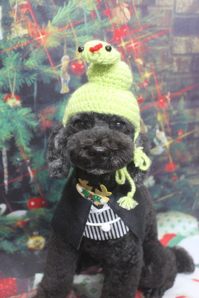 千葉県松戸市のトイプードルのトリミング画像