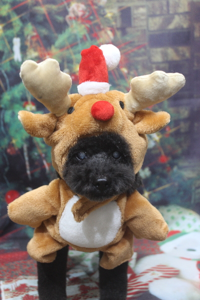 千葉県印西市トイプードルのトリミング画像