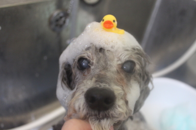 千葉県松戸市のトイプードルのシャンプー画像