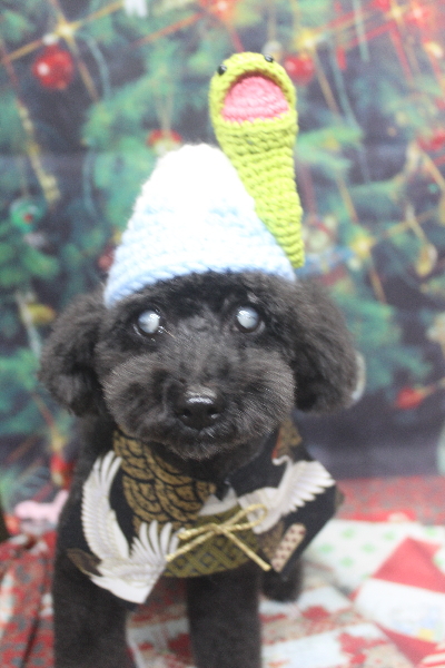 千葉県印西市トイプードルのトリミング画像