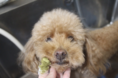 千葉県船橋市のトイプードルのトリミング画像千葉県船橋市のトイプードルの歯磨き画像