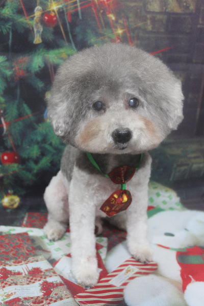 千葉県松戸市のトイプードルのトリミング画像