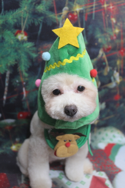 千葉県船橋市のトイプードルのトリミング画像
