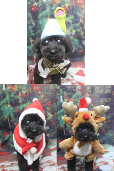 千葉県印西市トイプードルのトリミング画像