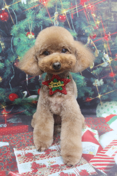 千葉県市川市のトイプードルのトリミング画像