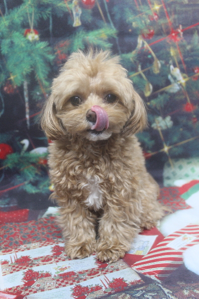 千葉県船橋市のミックス犬のトリミング前画像