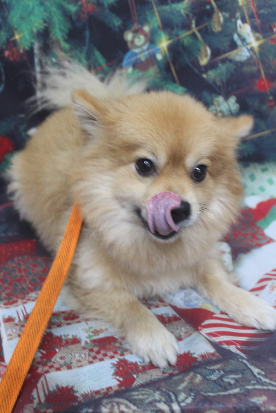 千葉県船橋市ポメラニアンのトリミング前画像