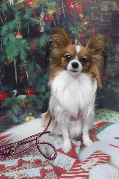 千葉県鎌ヶ谷市のパピヨンのトリミング前画像